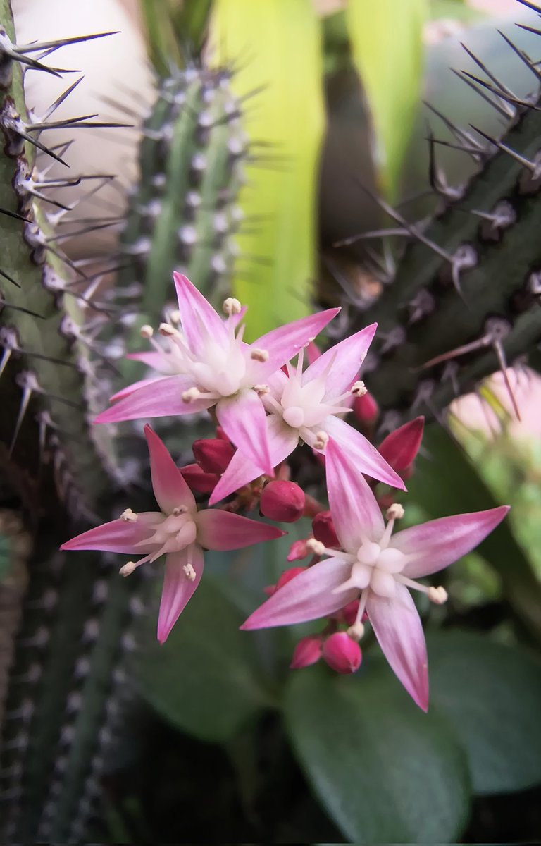 Una de mis suculentas agarró a un espinoso como tutor para su vara floral... no es queja 😍.
#Viernesdeflores de <a href="/wonder_m_r/">Armando Maravilla - Wonder</a>.
#Felizviernes 👋🏻😄