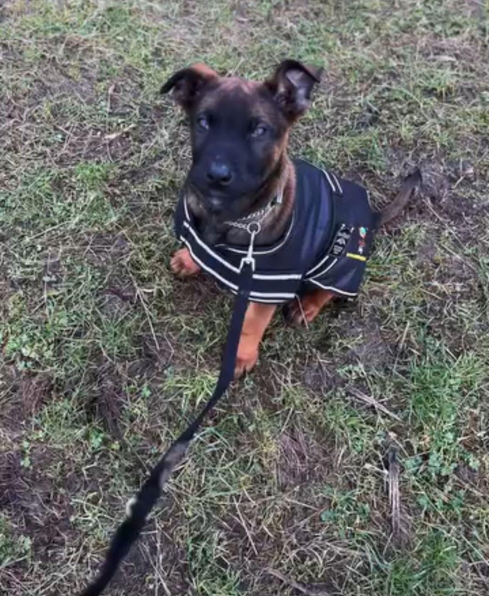 GMP Tactical Dog Unit tweet media