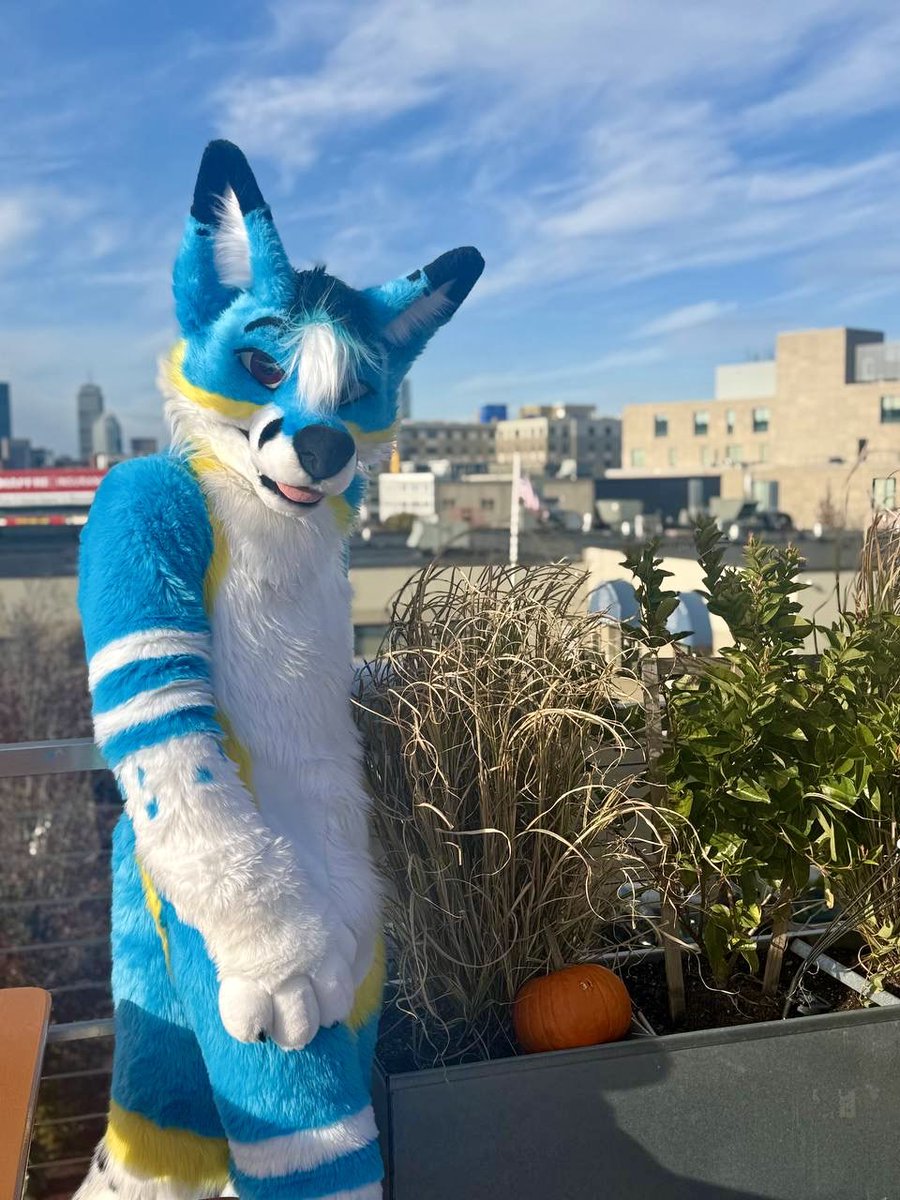 It’s a brand new day! 🦊☀️

Happy #FursuitFriday everyone!!! x33

📸 = <a href="/HyperionKitteh/">HypeKitty @ new 🏠💜</a>