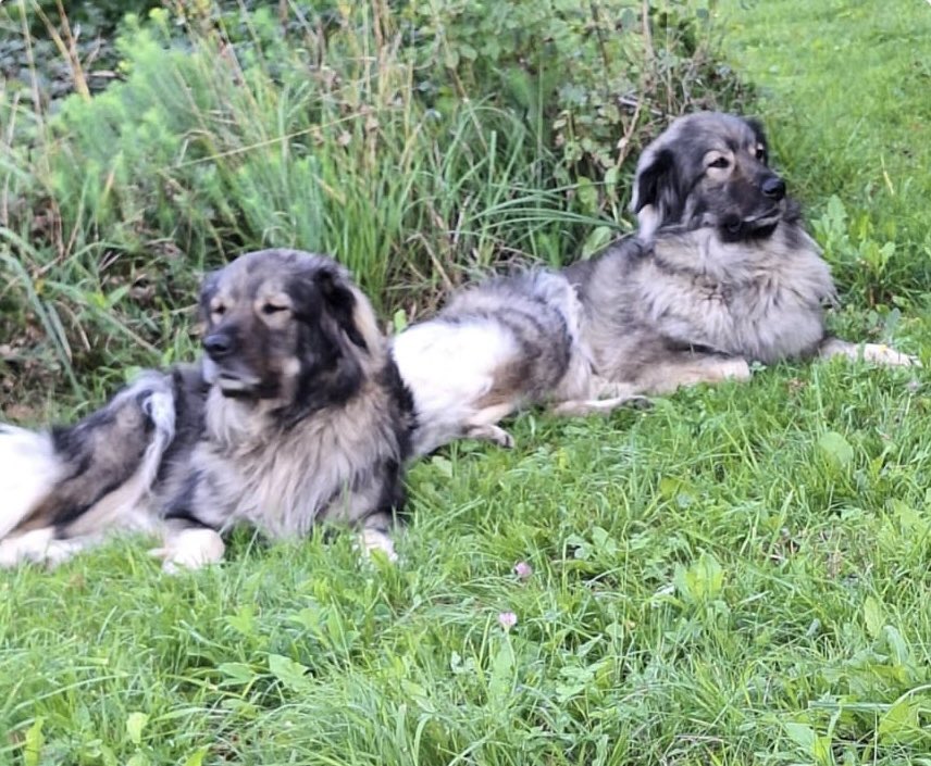 Zdravo!
Sva Temida in Tundra, prijazni in mirni 4 letni Kraševki. Sva sterilizirani. Lepoto nama je podarila mama, 6x svetovna prvakinja.
Ker je najin zdajšnji lastnik primoran v selitev in naju ne more obdržati, iščeva nov dom pri prijaznih ljudeh.
Pomagaj nama ga najti  🙏