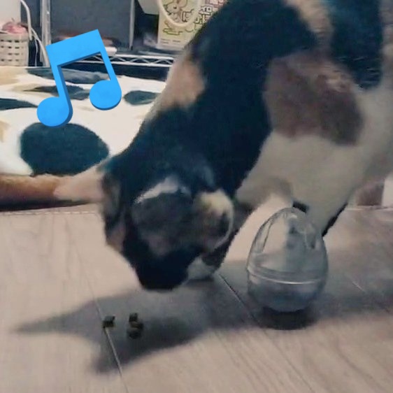 こ、これは何なのれしゅか！
#三毛猫
#猫のいる暮らし