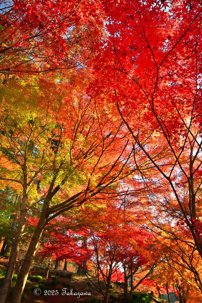横瀬もみじ山公園（仮称）は、埼玉県横瀬町の小松沢レジャー農園の裏山
