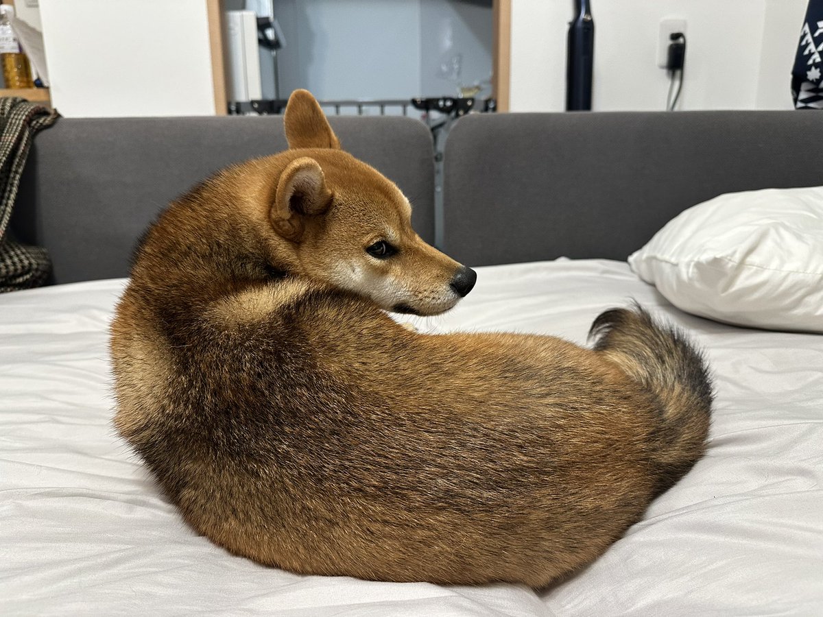 柴犬イトシ♀の代理人 (@z92730) / Posts / X