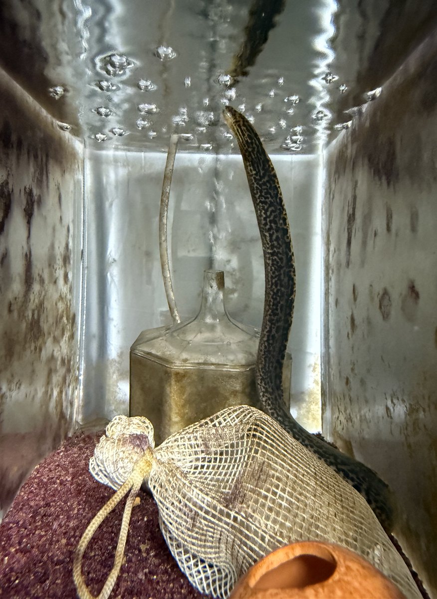 ヤマウツボ。飼い始めて1年くらい、若干大きくなりました