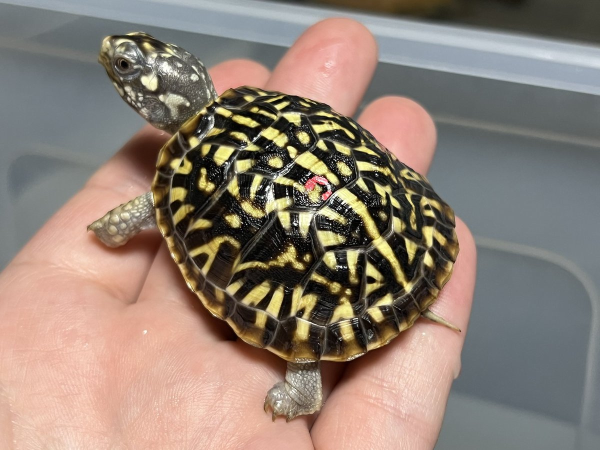 COLORFUL (@COLORFU02191879) / Posts / X