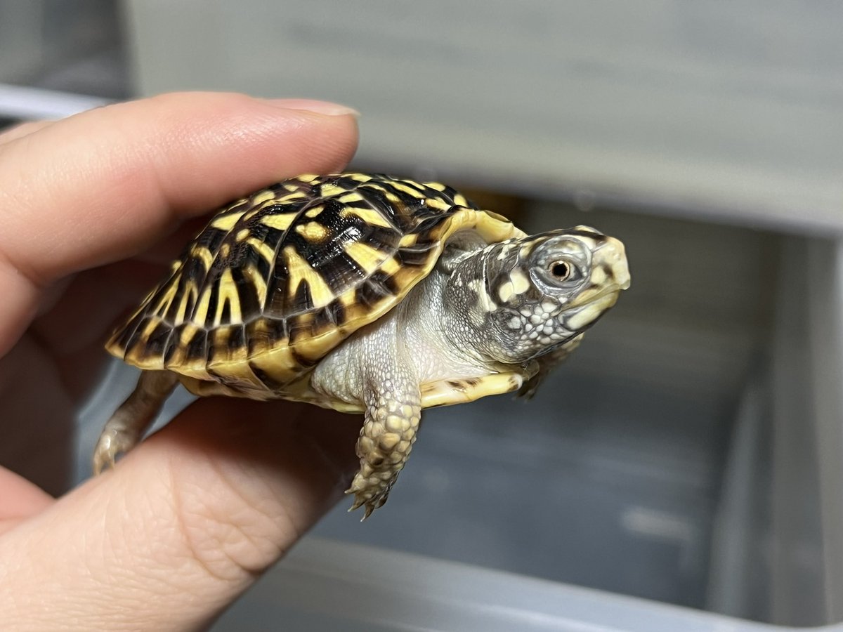 COLORFUL (@COLORFU02191879) / Posts / X