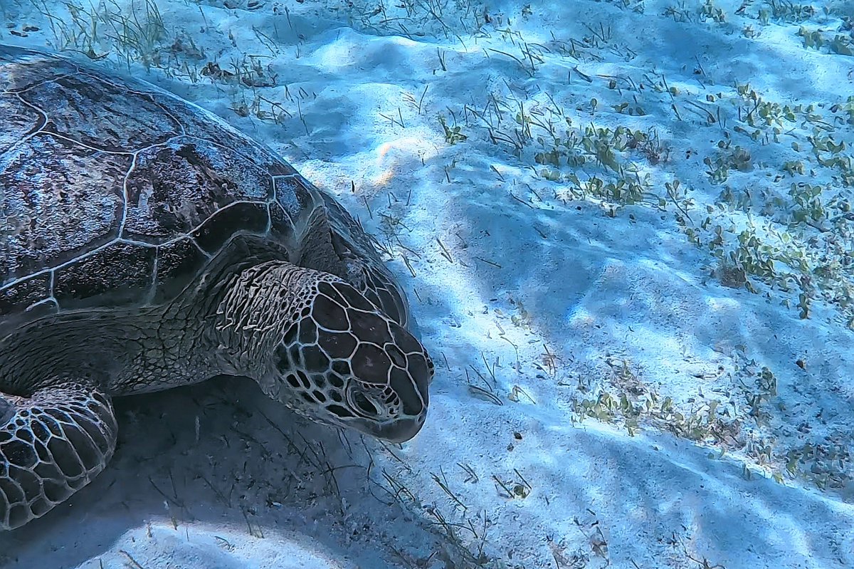 YumiBerrysBraid's tweet image. 滞在中ずっと天気予報は曇りマークだったけど、太陽欲しい時に晴れてくれたの最高🤿

ウミガメ様こんにちは、初めまして。

#insta360 の #acepro で撮った動画を切り取った写真は加工なしのヨロンブルー！

#ヨロン島
#与論島
#ソロ旅