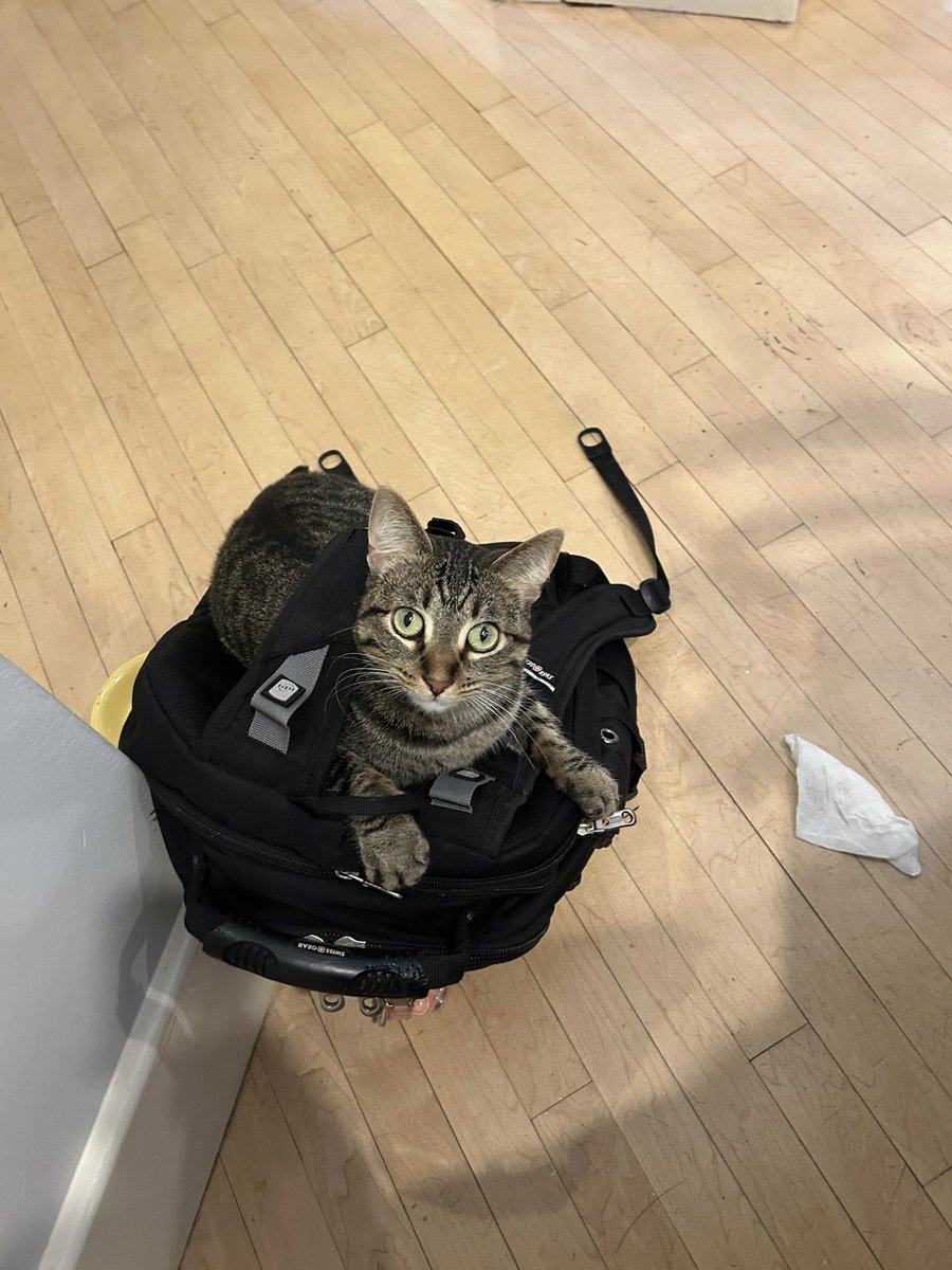 ₊˚⊹ 𝓳𝓪𝔃𝔃 | 𝓹𝓬/𝓷𝓪 ｡🪼 tweet media