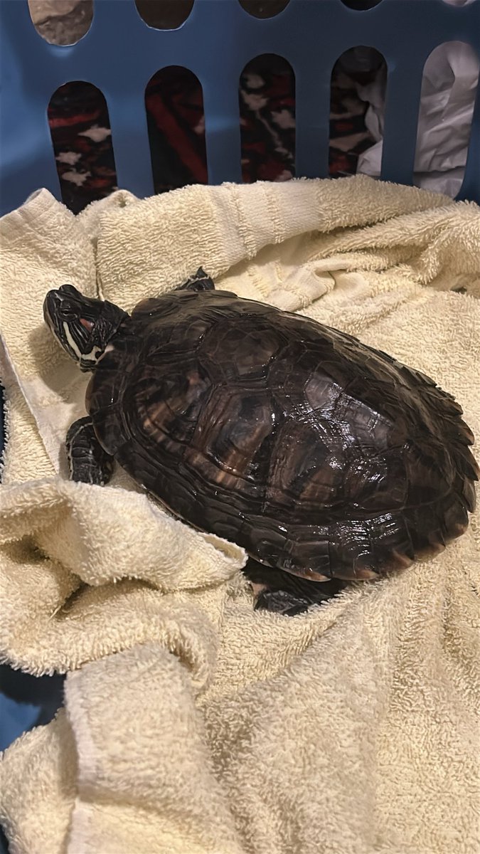 ₊˚⊹ 𝓳𝓪𝔃𝔃 | 𝓹𝓬/𝓷𝓪 ｡🪼 tweet media