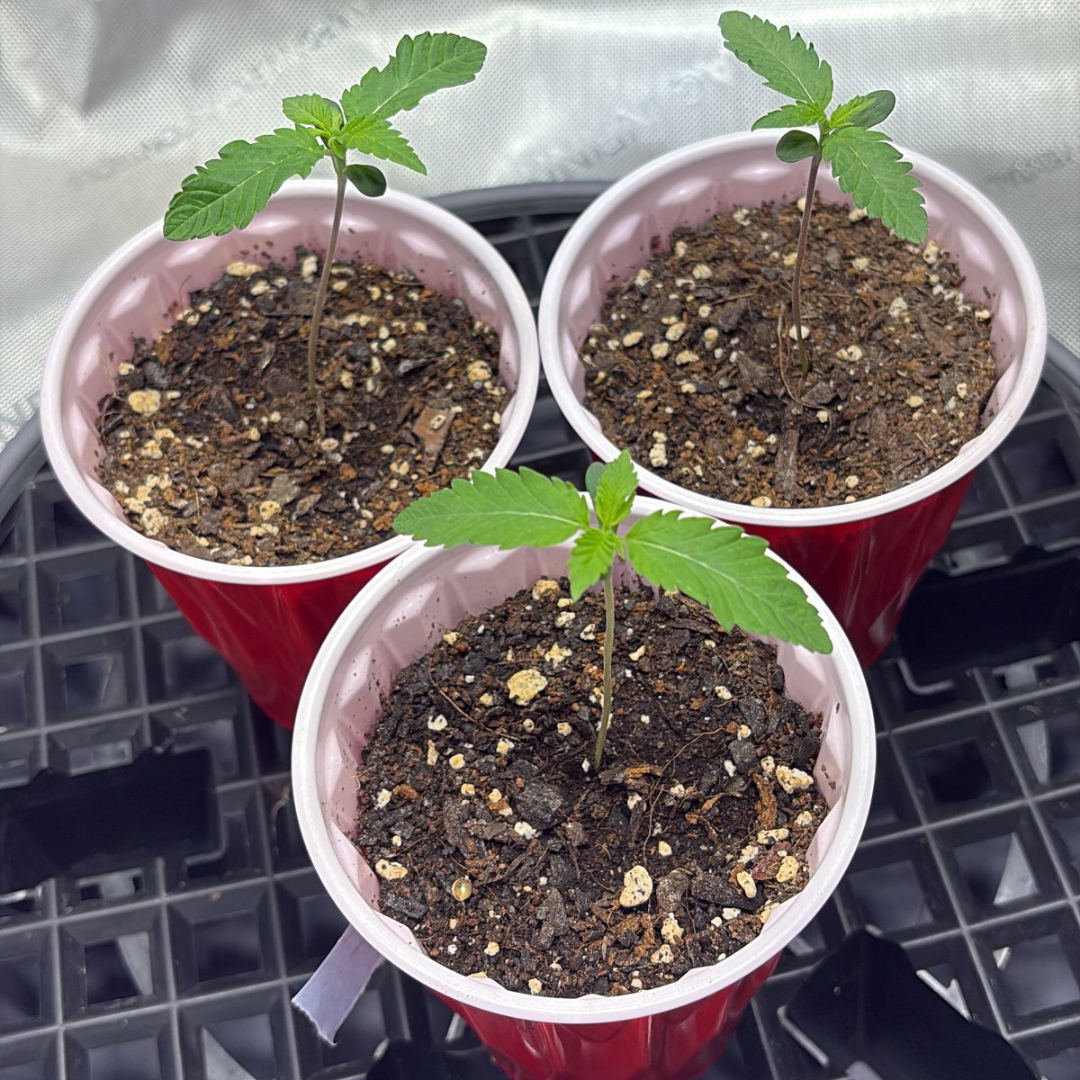 savage_grows's tweet image. Already a week old! They grow up so fast 🥲