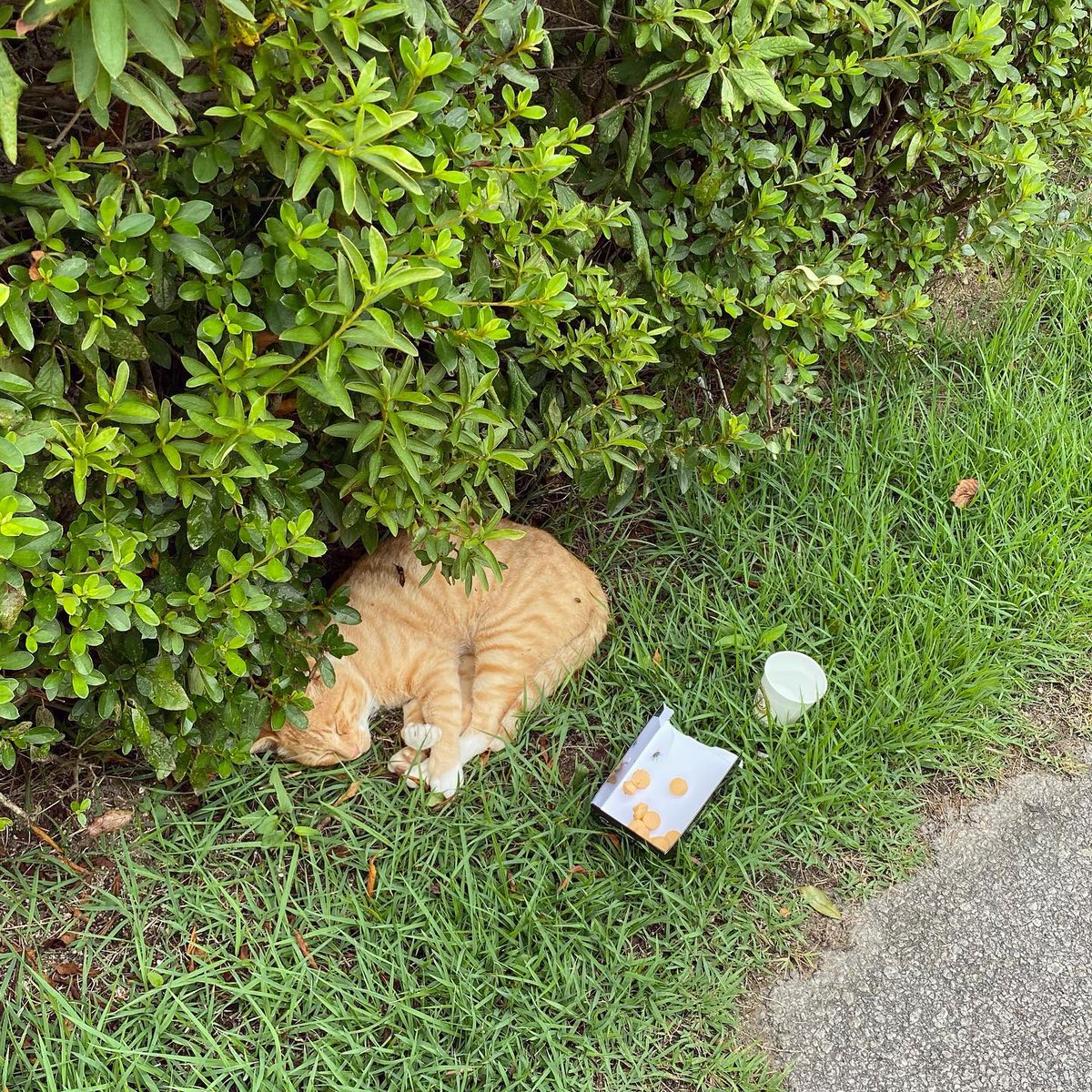 yuminsr's tweet image. Found a little golf course kitten 🐱⛳️ How adorable is this little caddy? #GolfCourseKitten #CuteMoments #KittenVibes