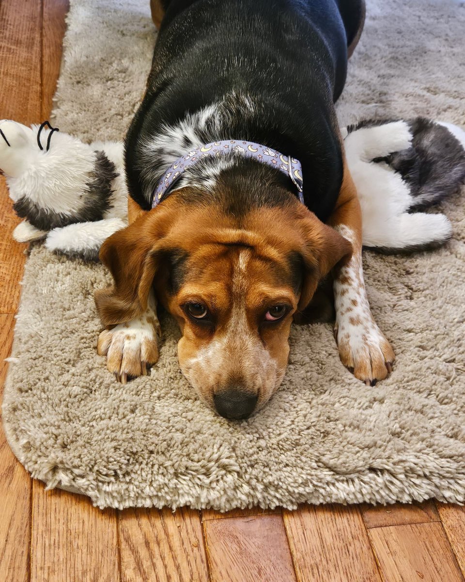 peekaboopandaaa's tweet image. HAPPY BIRTHDAY CALLIE 🎂 🥳 🎉 🎈 🎁 🎊