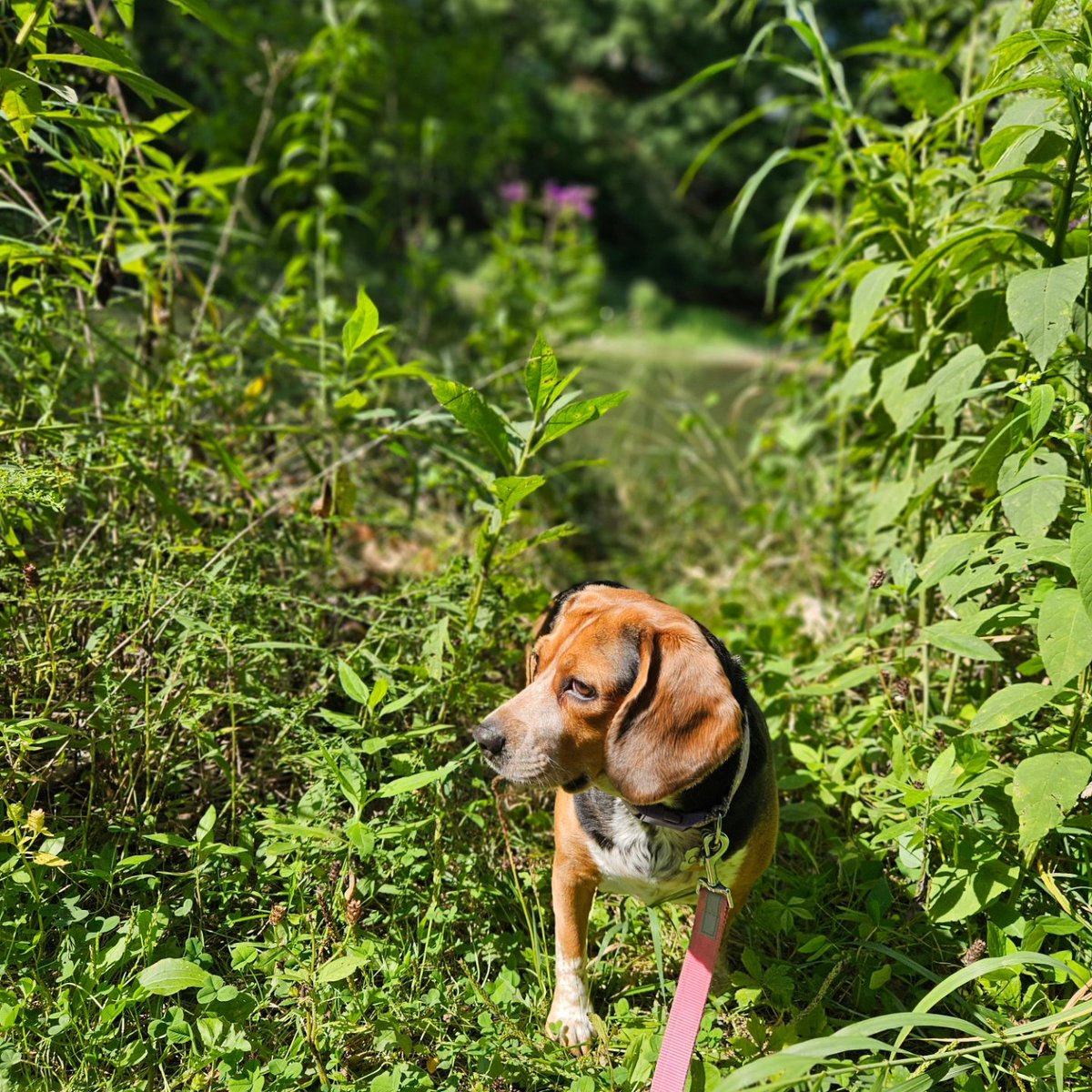 peekaboopandaaa's tweet image. HAPPY BIRTHDAY CALLIE 🎂 🥳 🎉 🎈 🎁 🎊