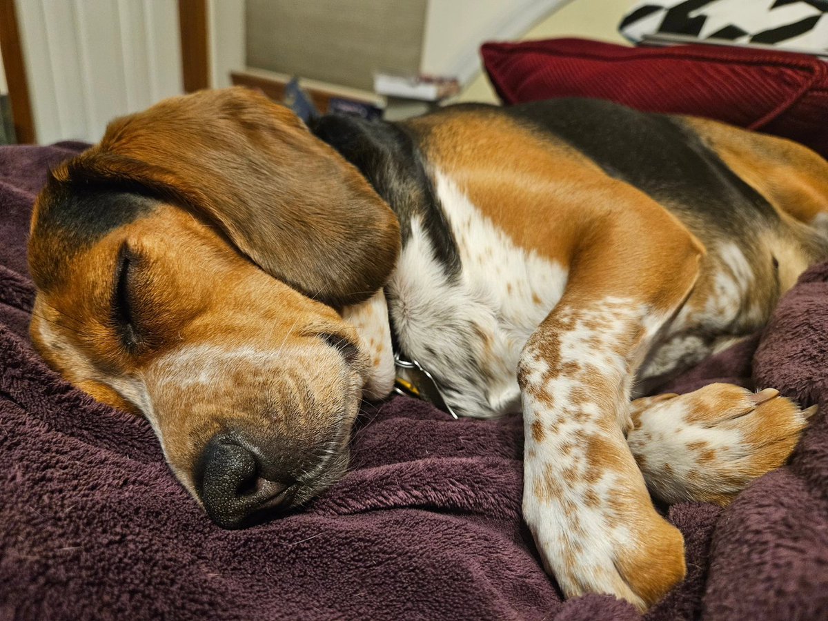 peekaboopandaaa's tweet image. HAPPY BIRTHDAY CALLIE 🎂 🥳 🎉 🎈 🎁 🎊