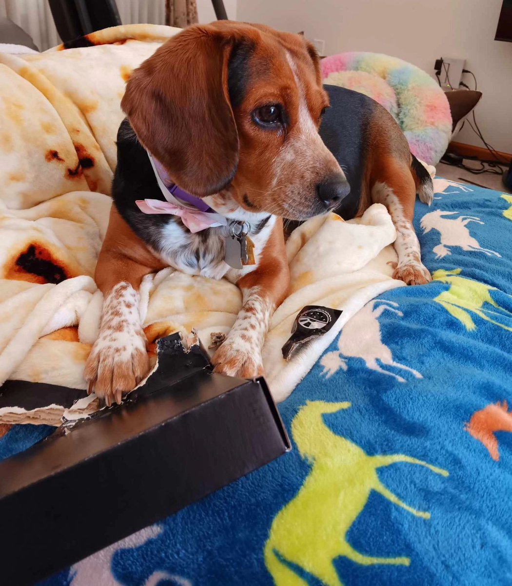 peekaboopandaaa's tweet image. HAPPY BIRTHDAY CALLIE 🎂 🥳 🎉 🎈 🎁 🎊