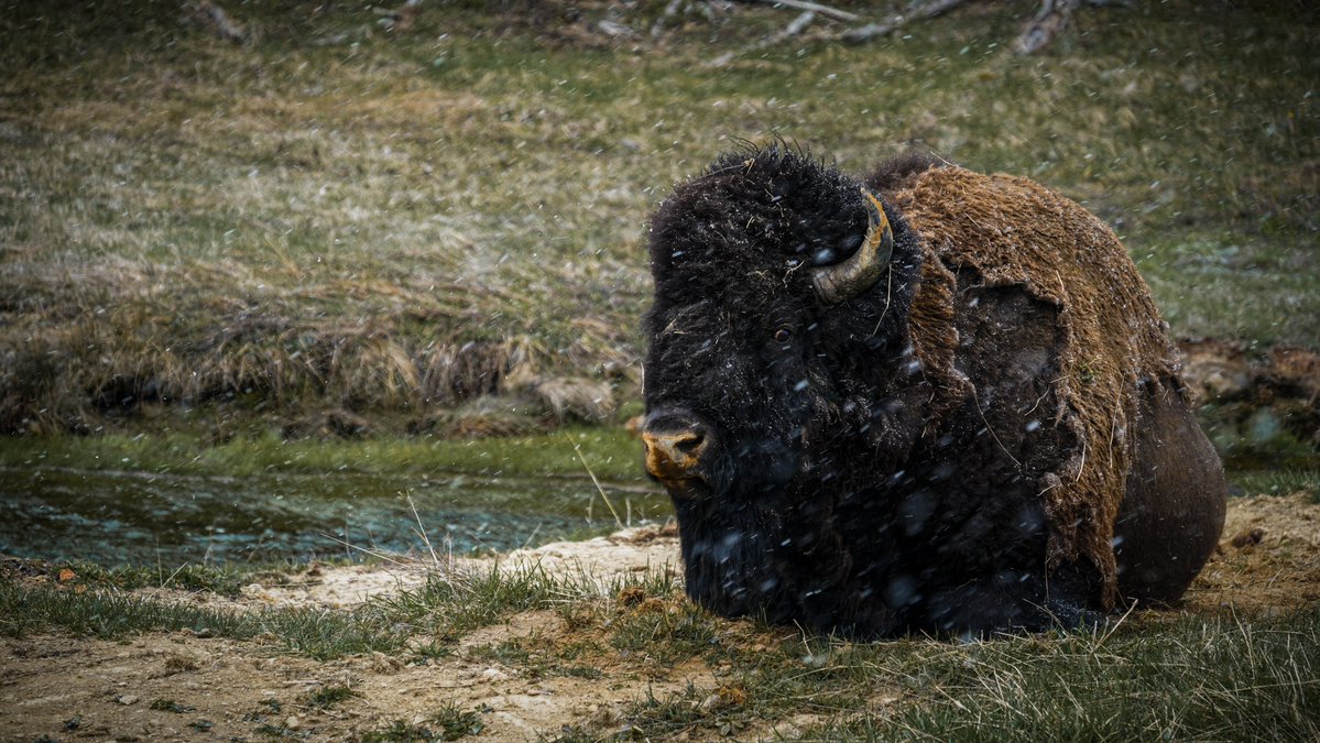 sleuthin's tweet image. gm friends ☕️

Markets got smoked, but this bison sat through the storm without flinching. 

Zoom out and hold steady 🐂