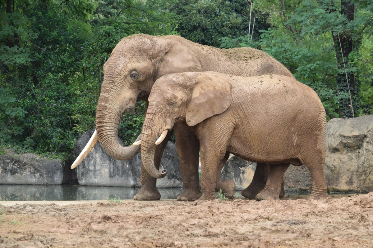 KameNrw's tweet image. ベンは優しい性格で、アフリカから来たときから一緒だったリリー（1枚目）と、妊活のために来ていた花子（2枚目）ともとても仲の良い姿が見られました。
＃サバンナゾウ 　＃八木山動物公園