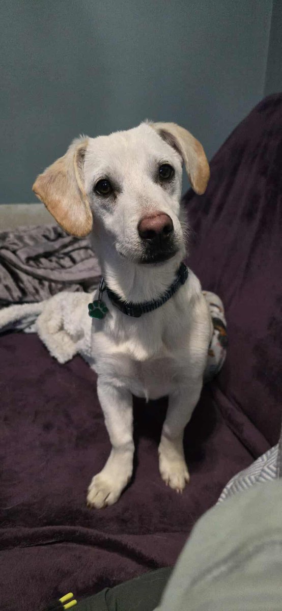 Minnie is a 5 month old little girl who is in foster in #Worcestershire She could be the only dog within the home providing you are there most of the time. She would be okay with a small garden. Children over the age of 10 yrs
amiciidogrescue.org.uk/adopt-a-dog 
#Worcester #BirminghamUK