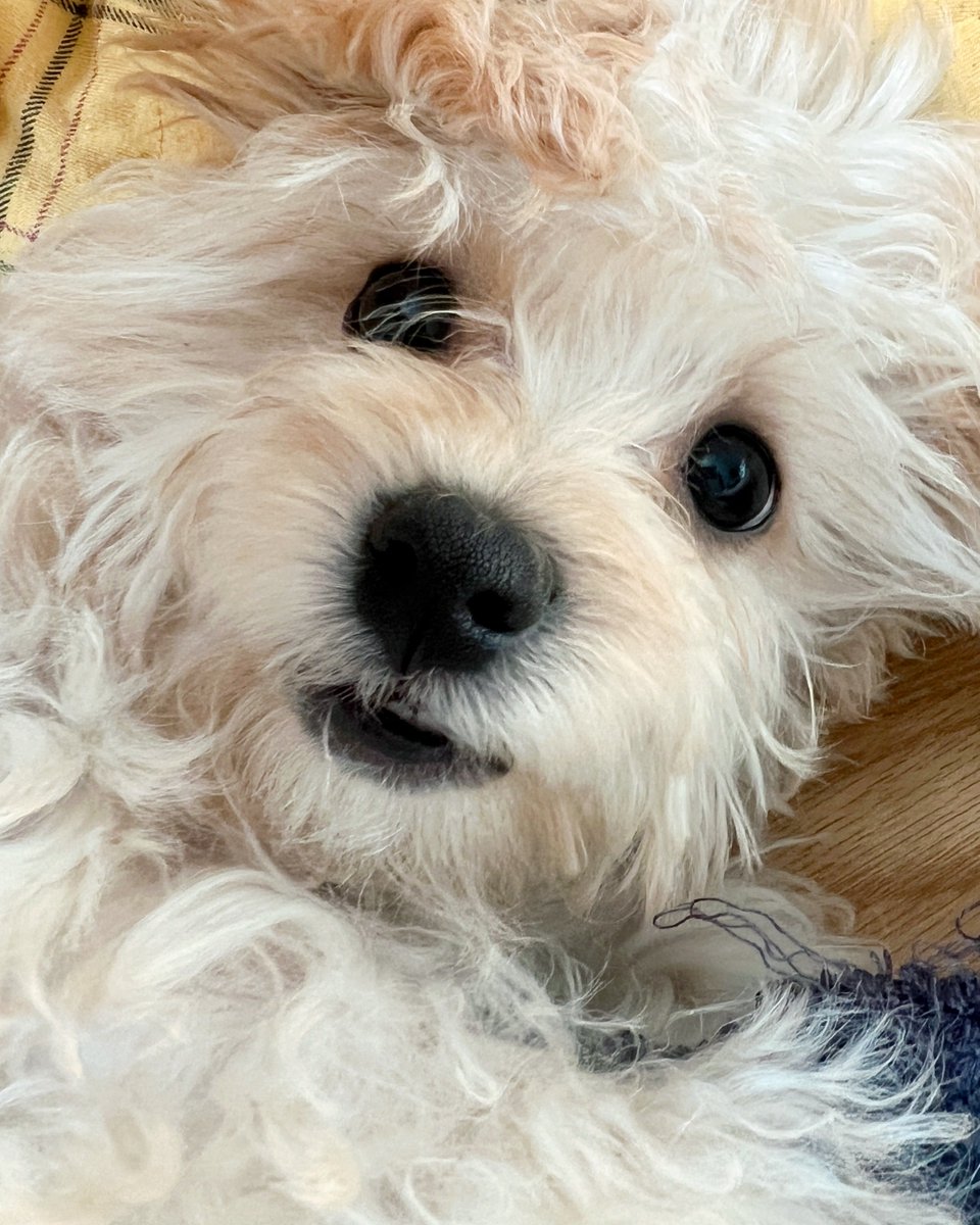 OfficialJTW_LEO's tweet image. [#냥운🐾]

냥횽아 사진 줬으니까
이번엔 로랑이🐶
횽아도 별빛뮤즈들도 로랑이도 냥운이도오
모두 웃는 날 보내자아🫶🏻

#정택운 #JUNGTAEKWOON
#레오 #LEO #정로랑
#NYANGWOON