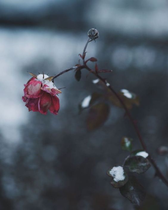 .

“My heart is, and always will be, yours.”

― Jane Austen
.

Aneta Skoupá