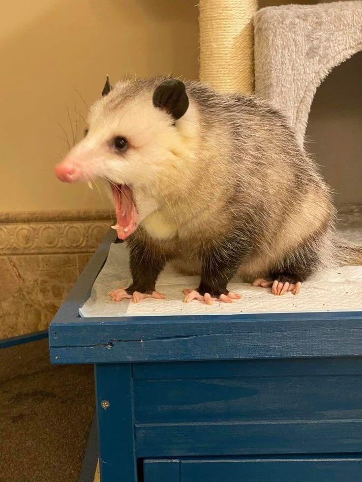 Possum_Daily's tweet image. #possums #Possum_Daily