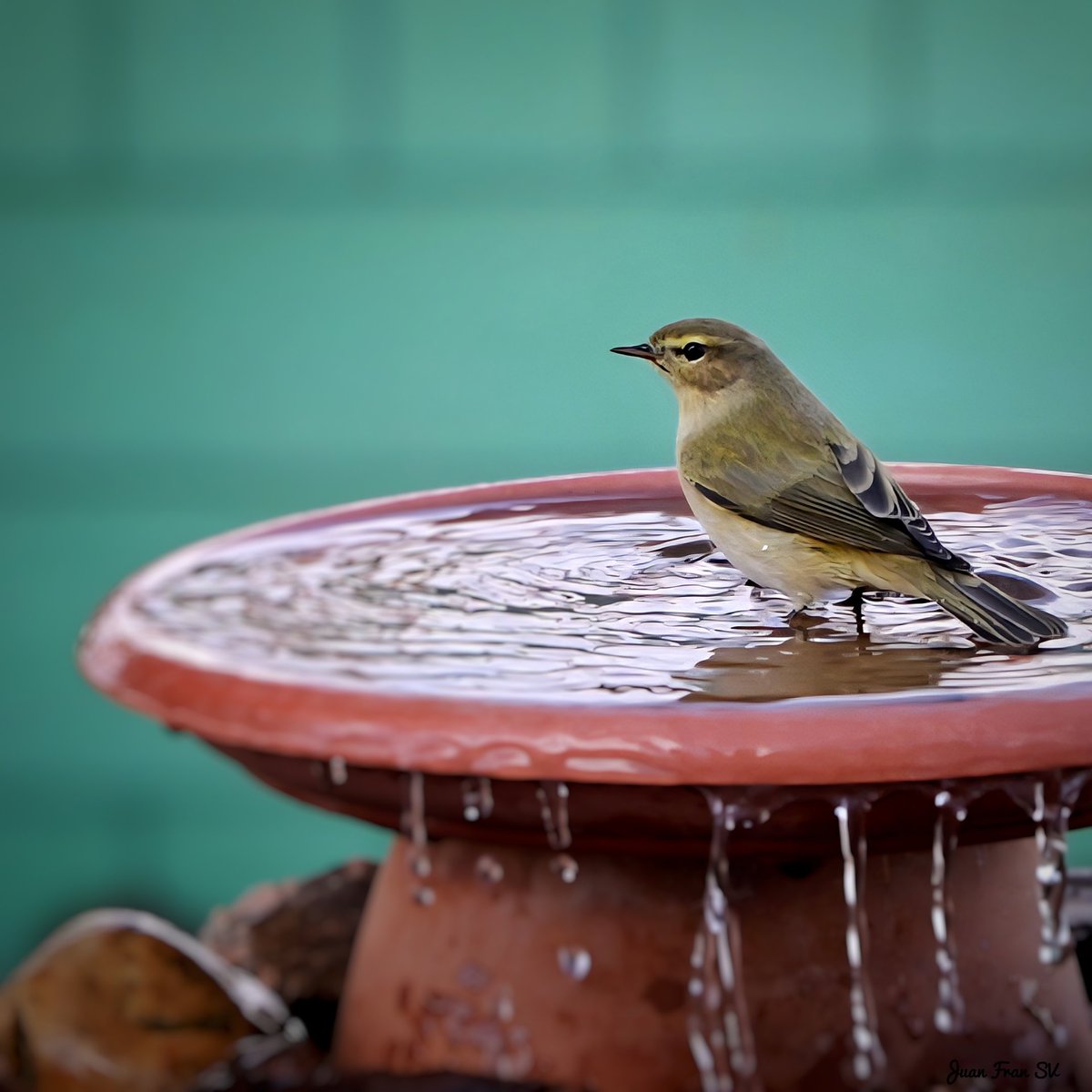 Juanfra07suarez's tweet image. MoSQuiTeRo CoMúN  ..!!
#pajarosextremadura #naturextremadura #naturaphotography #avifauna #aves #ornitologia #birds #canonphotography #naturaleza #extremadura #pajaros #silvestres