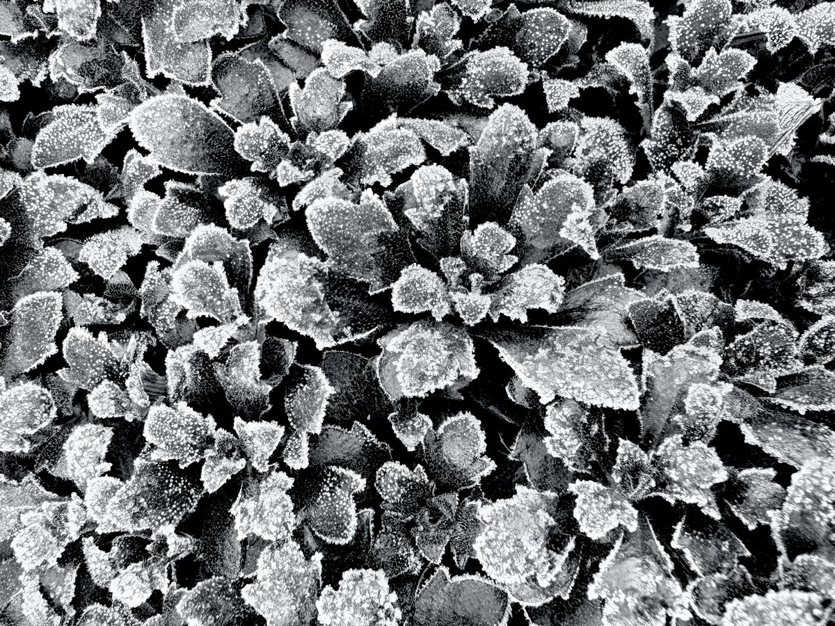 high stride society tweet media