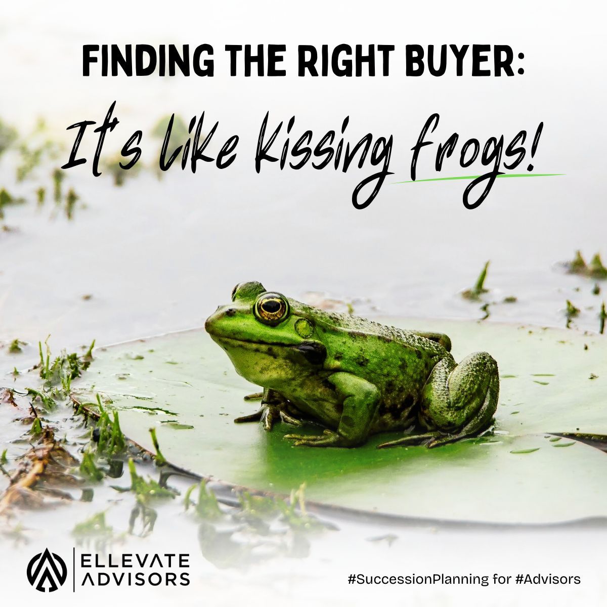 BrooklynBrock's tweet photo. Finding the right buyer for your advisory firm can feel like kissing frogs — lots of meetings before you find your prince(ss)!

You don’t have to do it alone. Ellevate’s Succession Team helps you find your perfect match!

Let’s talk next steps.

#SuccessionPlanningfor #Advisors https://t.co/4BMRClwFCi