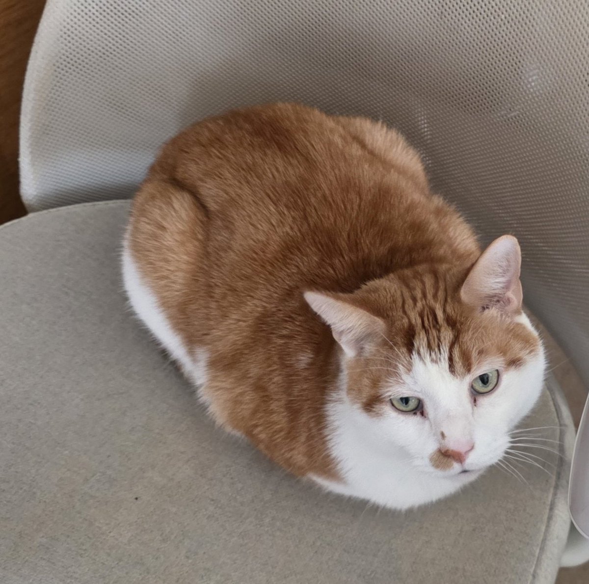 Sarah🍴is feeling Heated Rivalry withdrawl tweet media