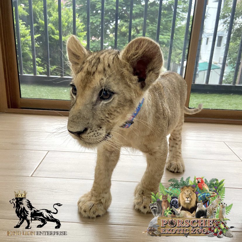 Porsche_shop99's tweet image. พาสุดหล่อไปเที่ยวหน่อยค้า😆😍🦁

My handsome guy wants to go on a trip😆😍🦁

#porscheexoticzoo 
#porscheexoticzooadmin 
#porscheexoticzooofficial 
#lion