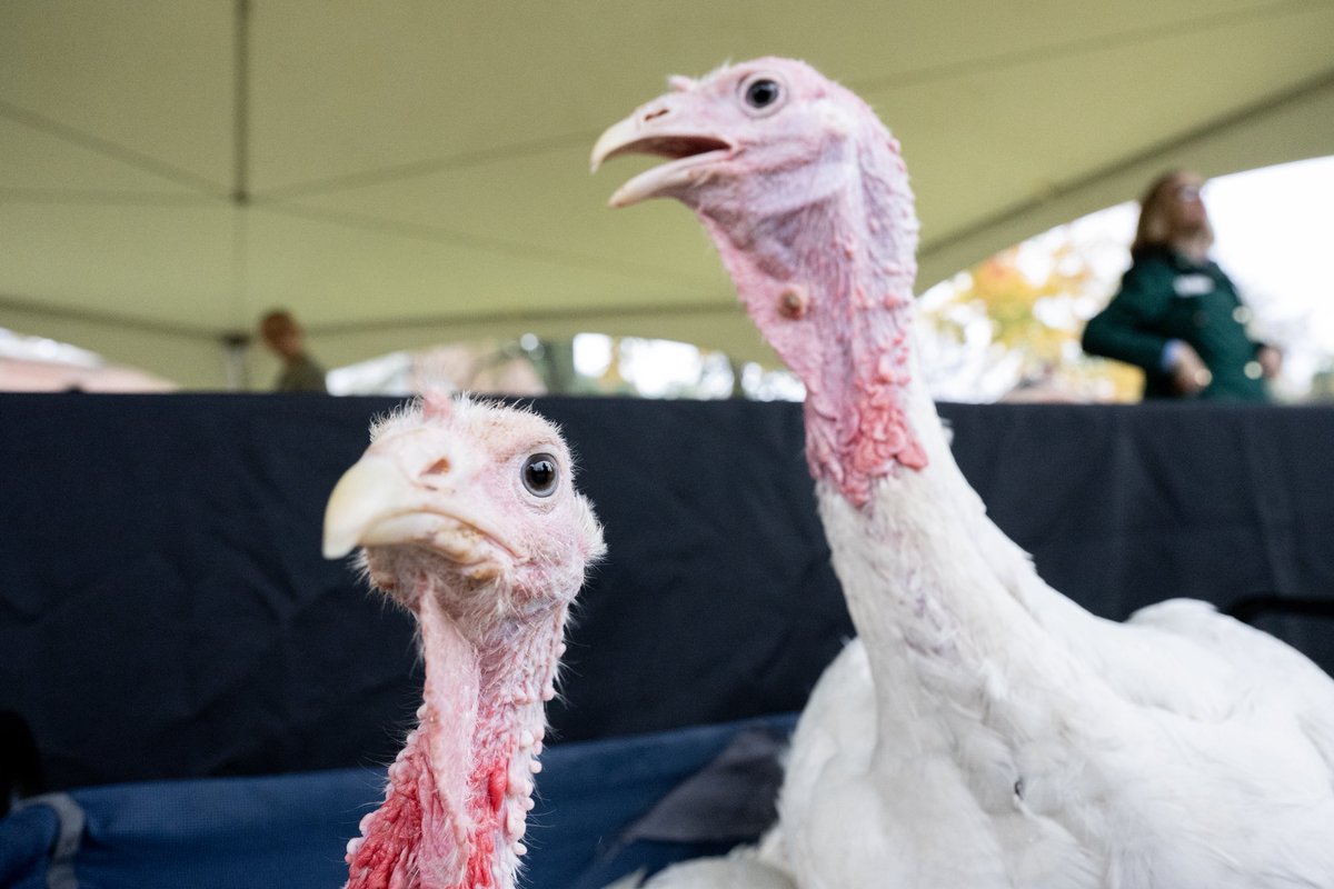 Not even the rain could ruffle Lily and Sprinkles yesterday.
 With Thanksgiving around the corner, their pardon added just the right Sprinkles of gratitude to the season.