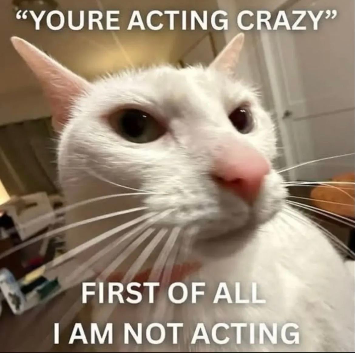 ShootaCat's tweet image. 