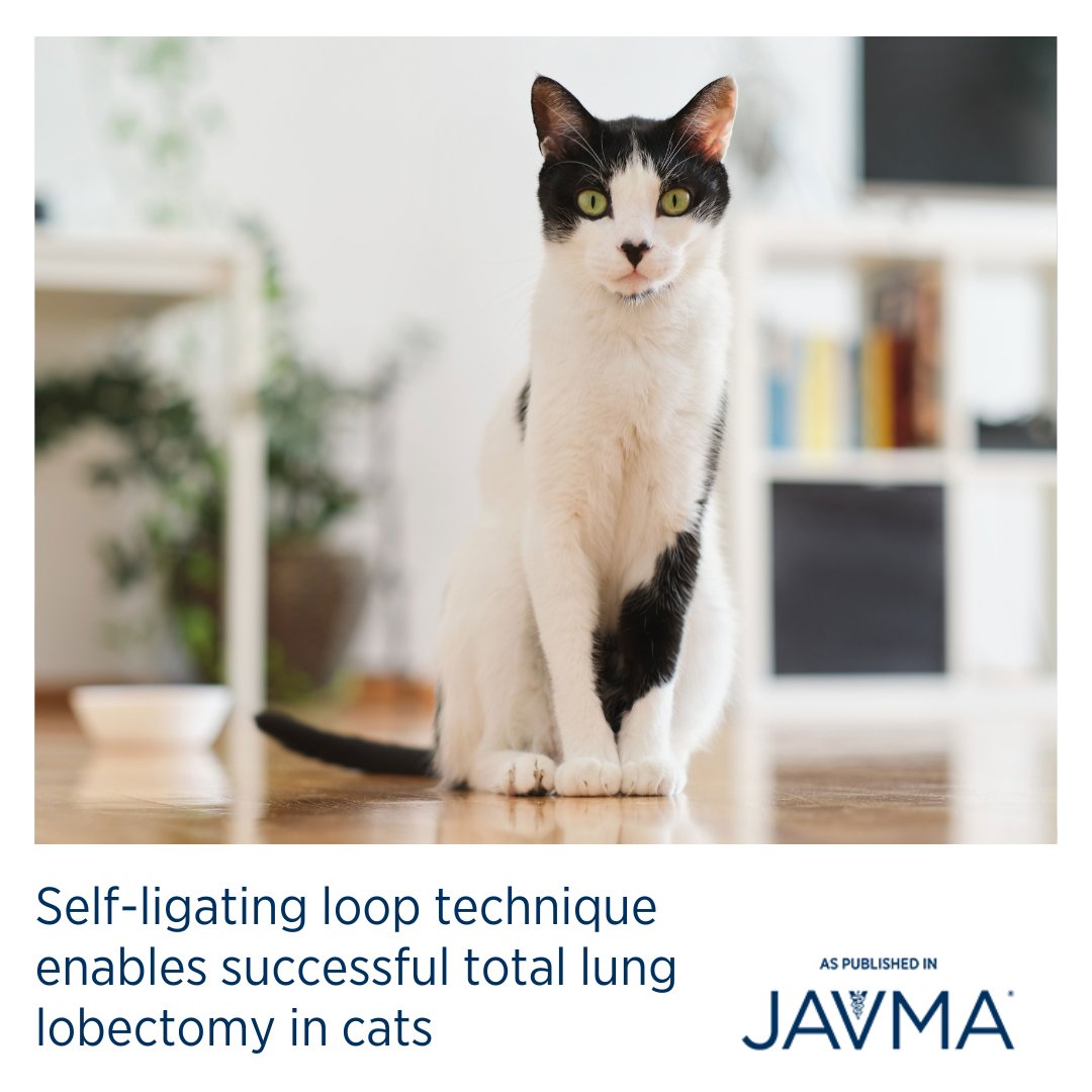 AVMAJAVMA's tweet image. Lung lobectomy with self-ligating loop provides a safe technique for total lung lobectomy and can be considered as an alternative when thoracic stapler is not available in cats. 🐈 Learn more: jav.ma/lobectomy #felinelunglobectomy #softtissuesurgery #selfligatingloop
