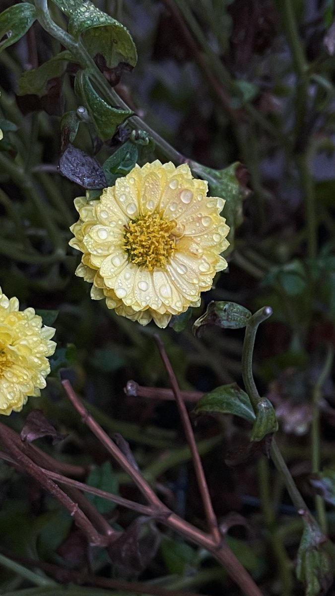 techroach98's tweet image. Friday morning raindrops on the chrysanthemum flower