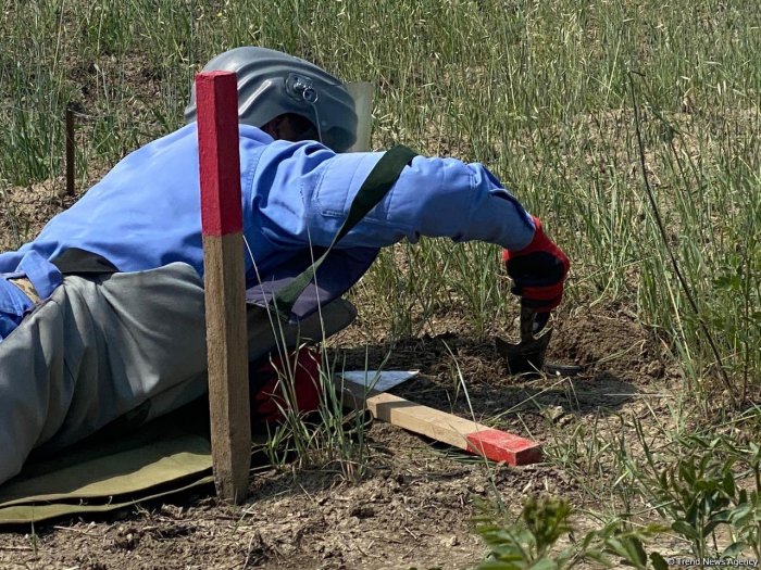 ElnurIMammadov's tweet photo. As of today, Azerbaijan has cleared over 240,000 hectares of contaminated land and neutralized more than 227,000 landmines and UXO since 2020 — a major step in restoring safety and enabling reconstruction across the liberated territories.

Demining remains essential for the Great Return, the rebuilding of communities, and the protection of civilians.

More than 400 people have been killed or maimed by landmines in Azerbaijan since the end of the war, bringing the total number of victims to more than 3,400 since the 1990s. Women and children make up a significant portion of the casualties.

#Azerbaijan #MineAction #HumanSecurity #PostConflictRecovery #Demining #GreatReturn #HumanitarianAction