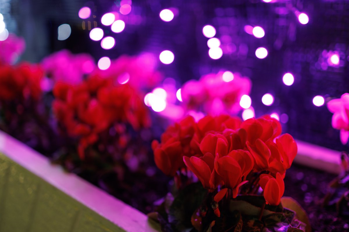 osakabuffaloes's tweet image. 35mmの世界

EOS R6 Mark III

#canon 
#eosr6mark3