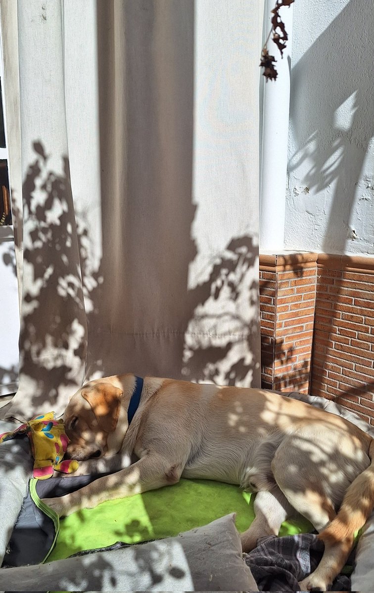 Leer y dormir, y que nos parta un rayo. 
#Noviembre25 #Azul🐕 #Buganvillas