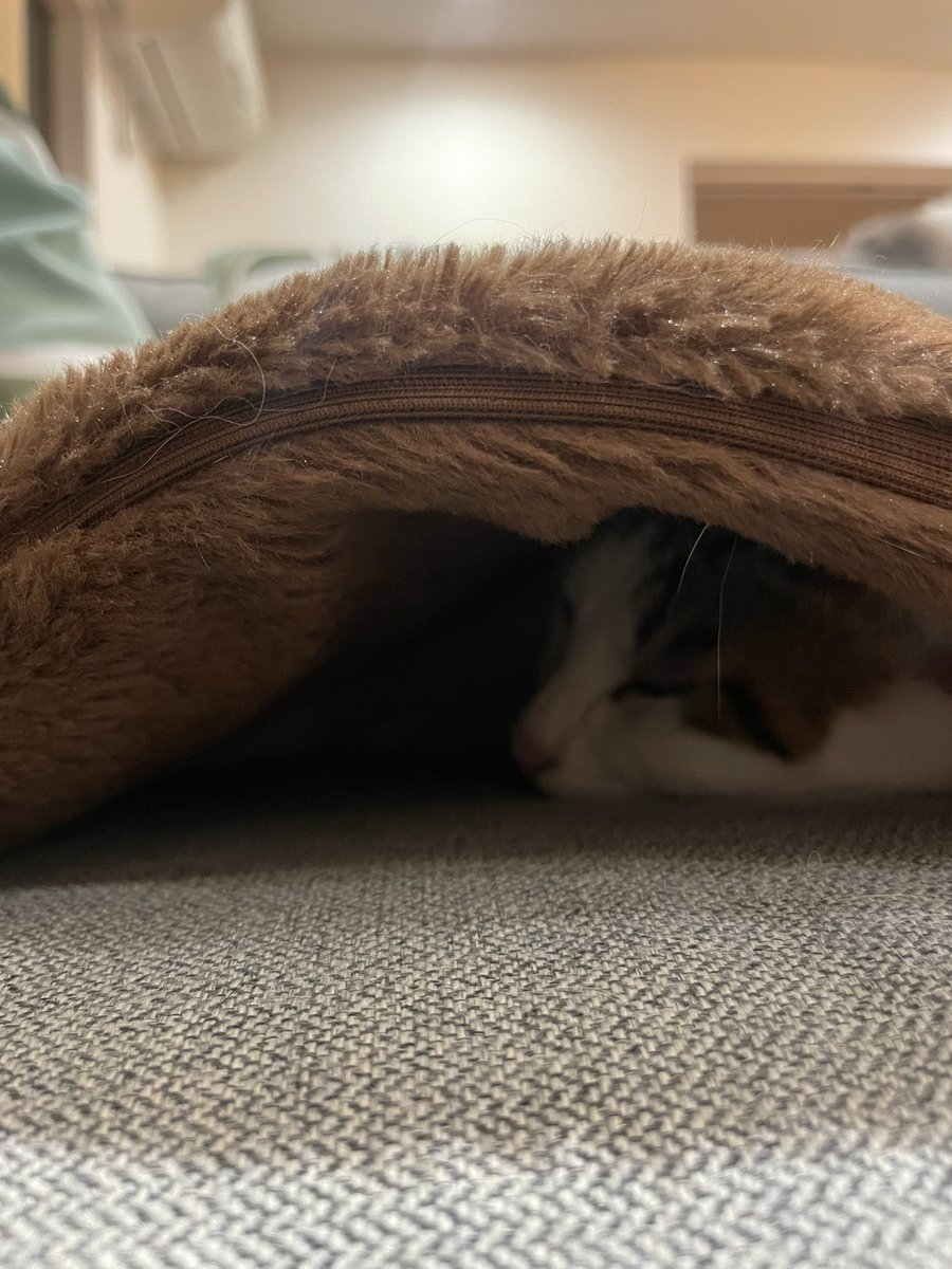 CuoRelease's tweet photo. 寒くなってきたから☺️

#ねこヒーター#上に乗るのではなく中に入る#肉球#白キジ#ねこあるある#暖かい所が好き https://t.co/e3SlSFiZkS