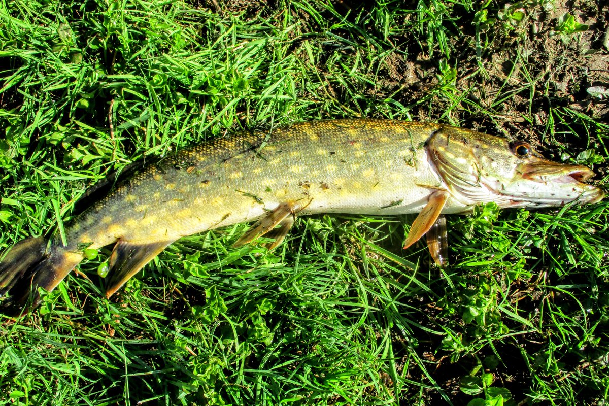 Firstonx's tweet image. #pike #fishing #photography