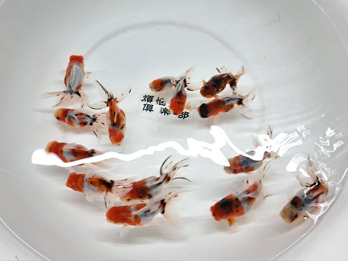 土浦品評会
煩悩ブース、出品魚

東錦 ｢日本一系統！！｣

綺麗な三色。色柄にこだわったアズマです。頭出てるので横見も楽しめますよ。