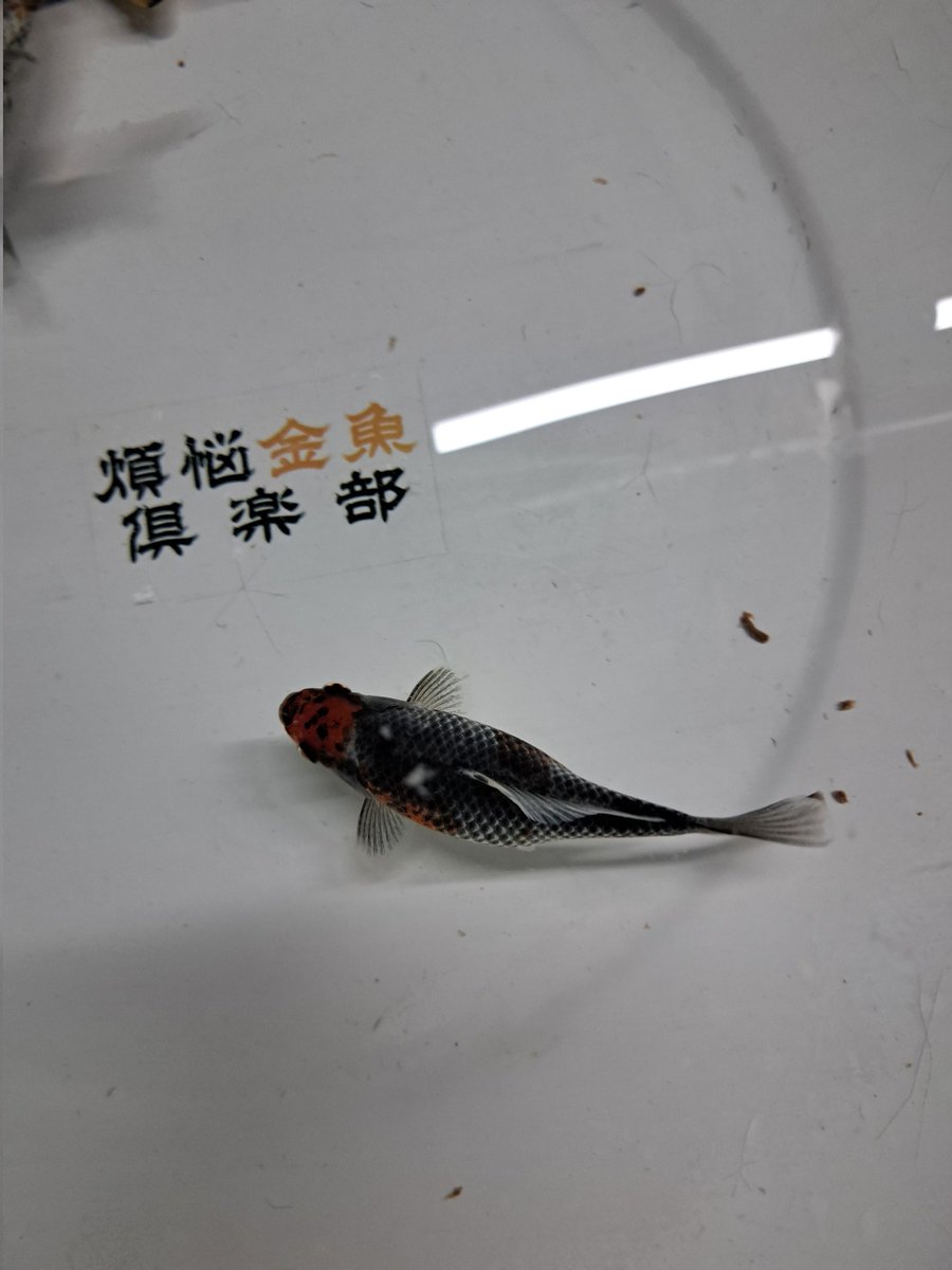 土浦品評会
煩悩ブース、出品魚

銀鱗フナ尾和金。
渋いです！
真っ黒に見える魚でも、下の赤の配置をしっかり考えて選別してますので楽しめると思います。
見応えありますよ！