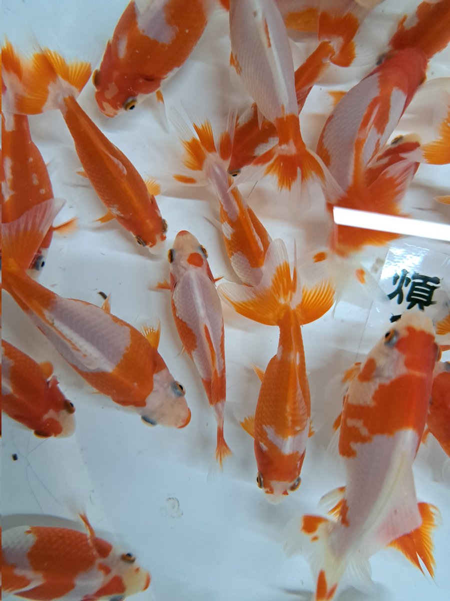 土浦品評会
煩悩ブース、出品魚

更紗和金
カメラの具合で赤黒いですが、実物結構綺麗です！
とった数の割に柄もよく出た気がします。