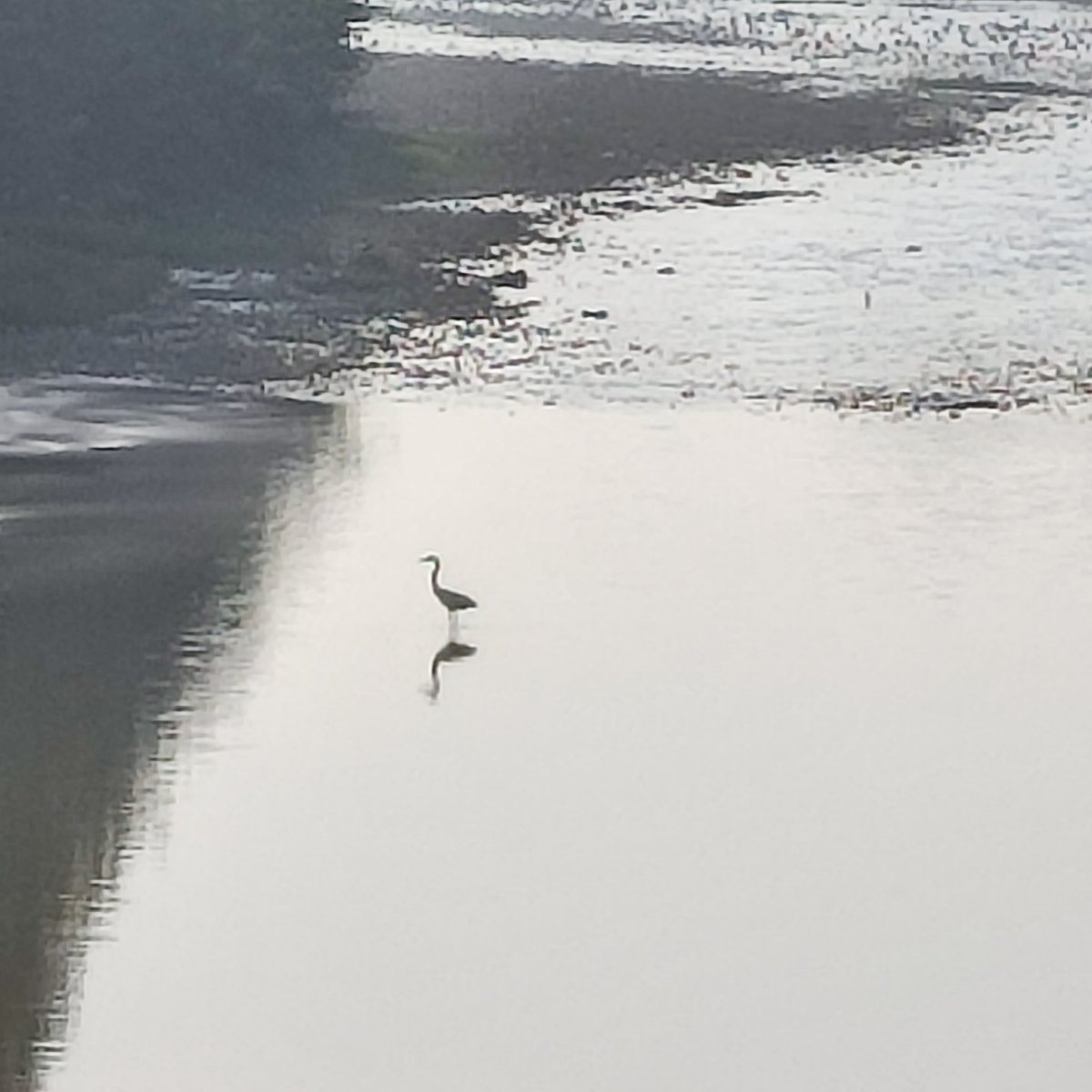 MathakAzry's tweet image. Mz, 2025

#river #bird #art