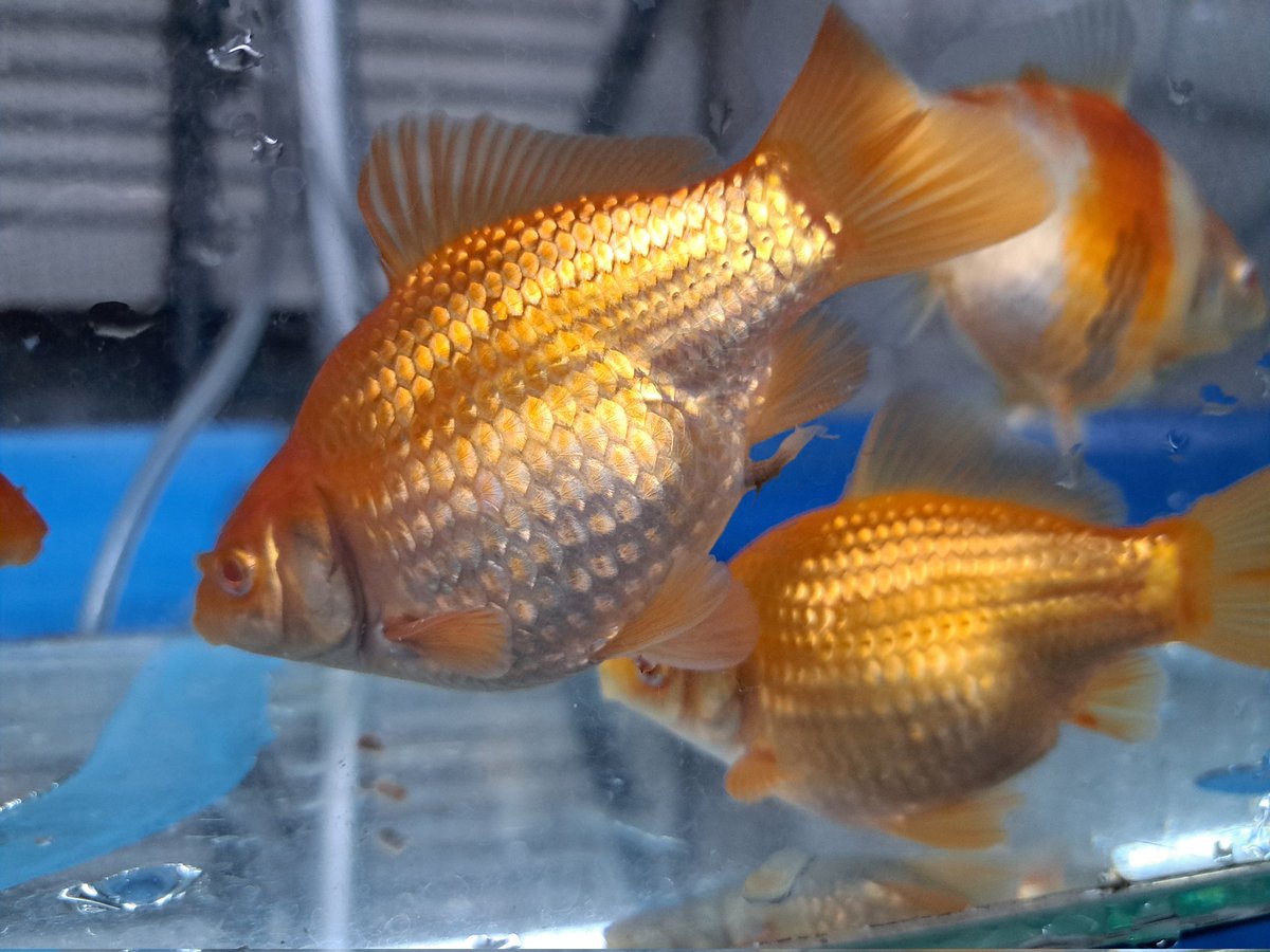 土浦品評会
煩悩ブース、出品魚。

アルビノ、紅葉。

横見めっちゃ綺麗です😍
少ないので早い者勝ちです。銀鱗フナ尾のところに混ぜておきます！