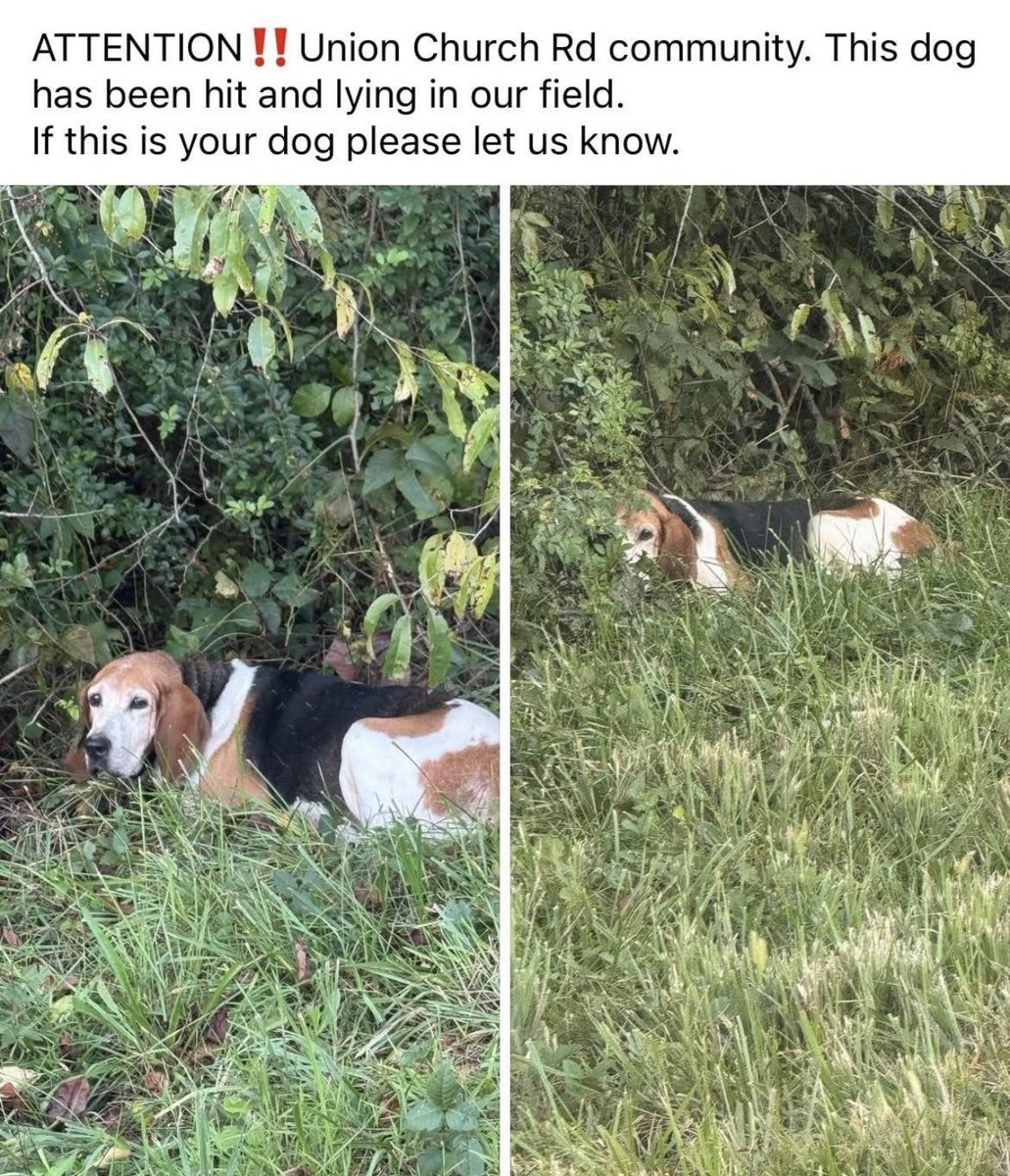 Just another discarded, unwanted hound in NC.
This one a senior with a broken leg.
This week we help Laney.
Because she matters.
❤️❤️‍🩹❤️
rescuecoop.org/donate
