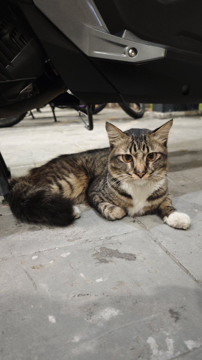 FiskaYenitaFK_'s tweet photo. Introvert, tak pandai melawan, selalu kena buli &amp; pakai socks pula 😣

Ada yang boleh adopt? Baka baik ni. 🥹

📍Gate A, MRT Sg.Besi https://t.co/Qks6B1yzx5