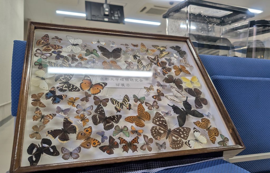【NF展示企画】
会員が国内外から集めた昆虫標本、そして今回は車軸藻！？まで展示しております。
是非共東32までお越しください。