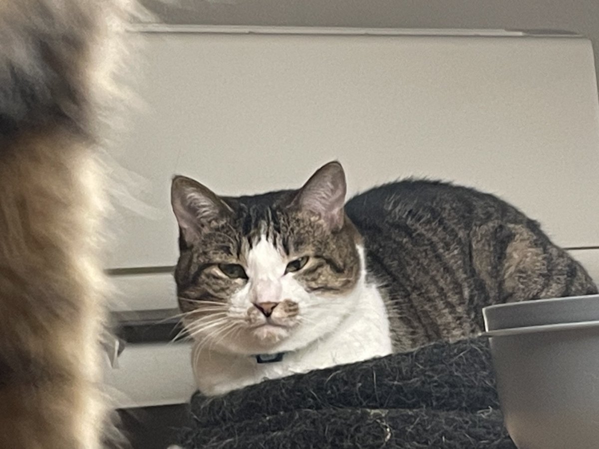 Post by にゃんちくだいすきくらぶ on X: #にゃんちく確認