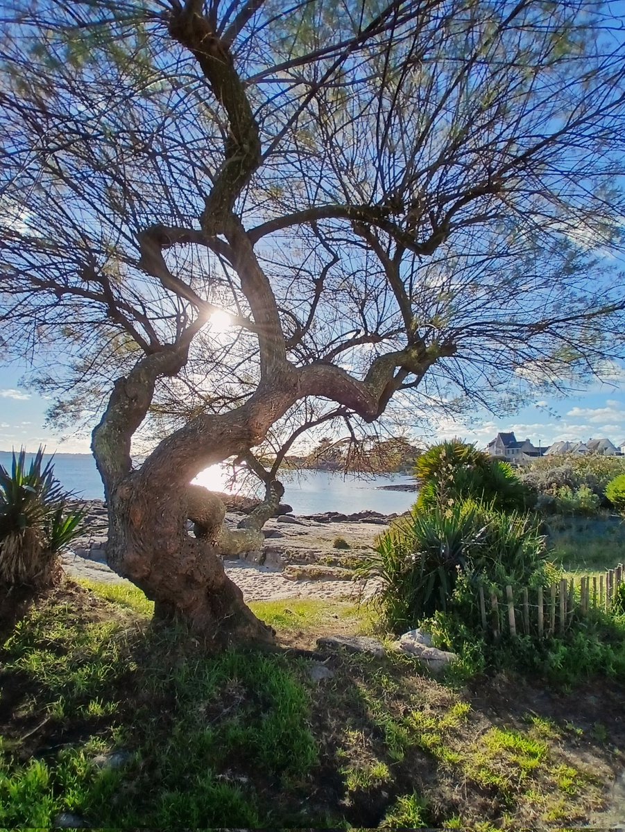 valerie7456's tweet image. Un petit air de Lomener sous un beau soleil 🌊☀️
Bel après-midi 😊
#Bretagne