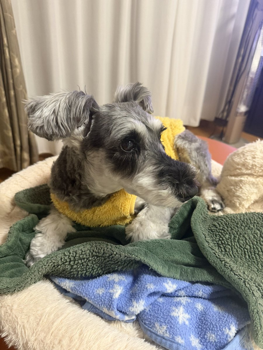 NoarVD's tweet photo. のあちゃんただいま！🐶 https://t.co/6OgmzJWdUq